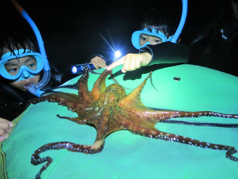 昼間とは違う海の生き物たち夜の姿を観察